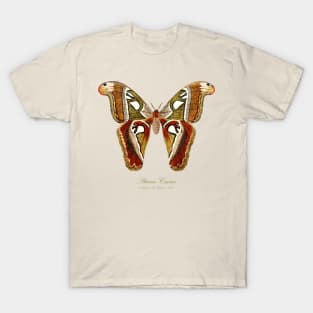 Moth - Attacus Lorquinii, female T-Shirt